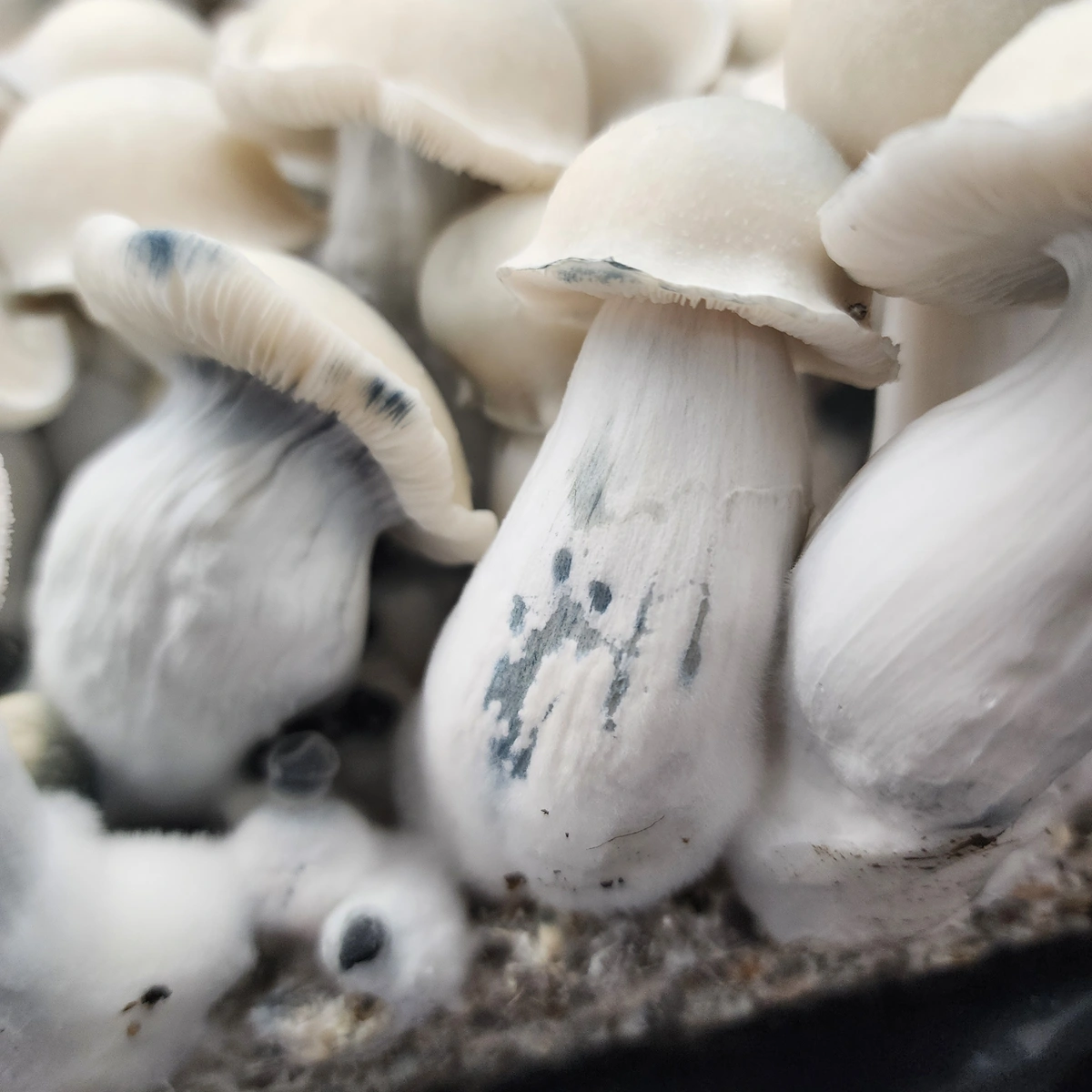 Albino Bluey Vuitton isolated spore syringe variety shown with pure white mushroom fruits and thick pale stems.