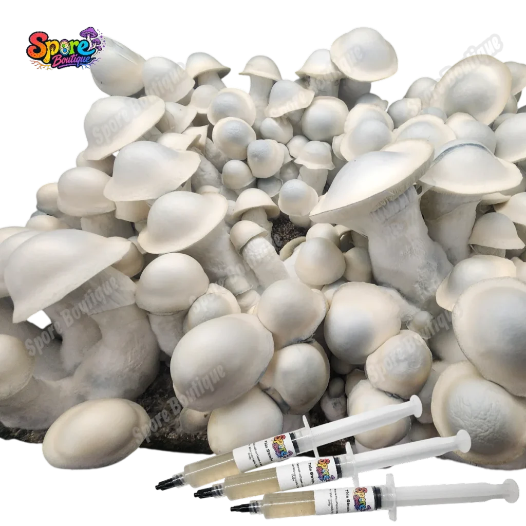 Albino Penis Envy spore syringe product reference showing pale albino mushroom fruits for mushroom spores collectors.