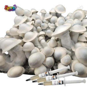 Albino Penis Envy spore syringe product reference showing pale albino mushroom fruits for mushroom spores collectors.