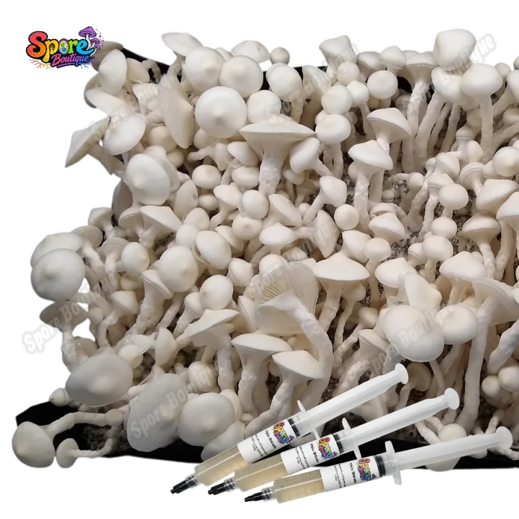 Albino Avery isolated spore syringe with albino mushroom spores for microscopy and collector reference