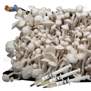 Albino Avery isolated spore syringe with albino mushroom spores for microscopy and collector reference
