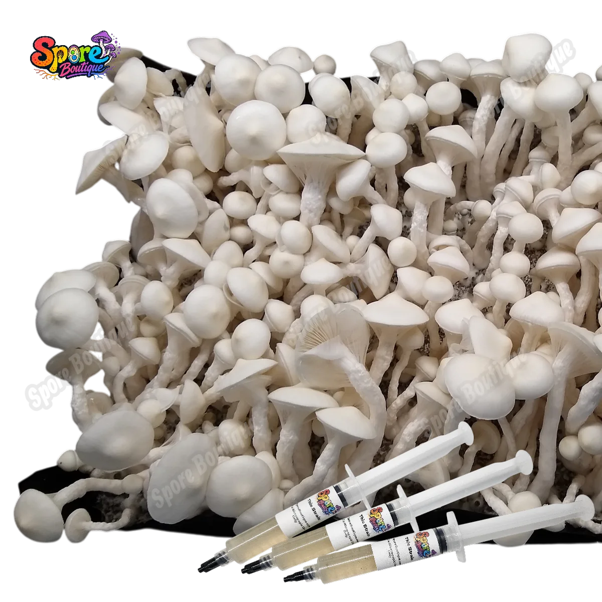 Albino Avery isolated spore syringe with albino mushroom spores for microscopy and collector reference