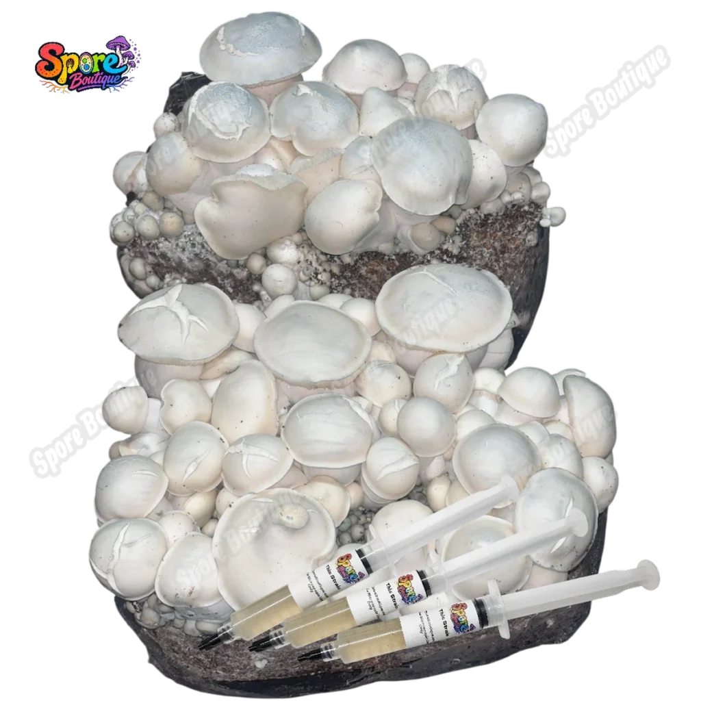 Albino Bluey Vuitton isolated spore syringe product reference with pale caps and white fruiting bodies
