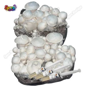 Albino Bluey Vuitton isolated spore syringe product reference with pale caps and white fruiting bodies