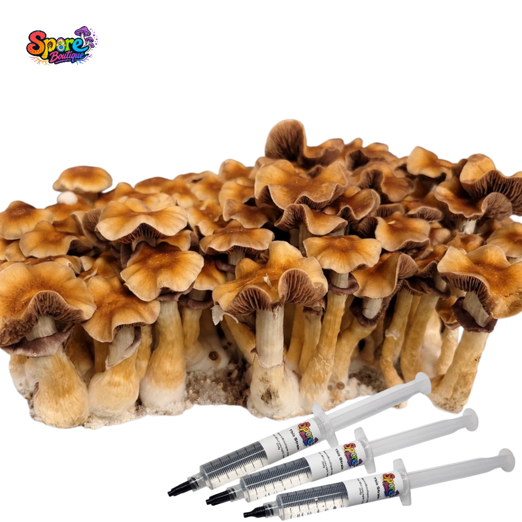 B+ Spore Syringe Mushroom variety spore syringe