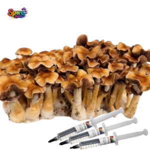 B+ Spore Syringe Mushroom variety spore syringe