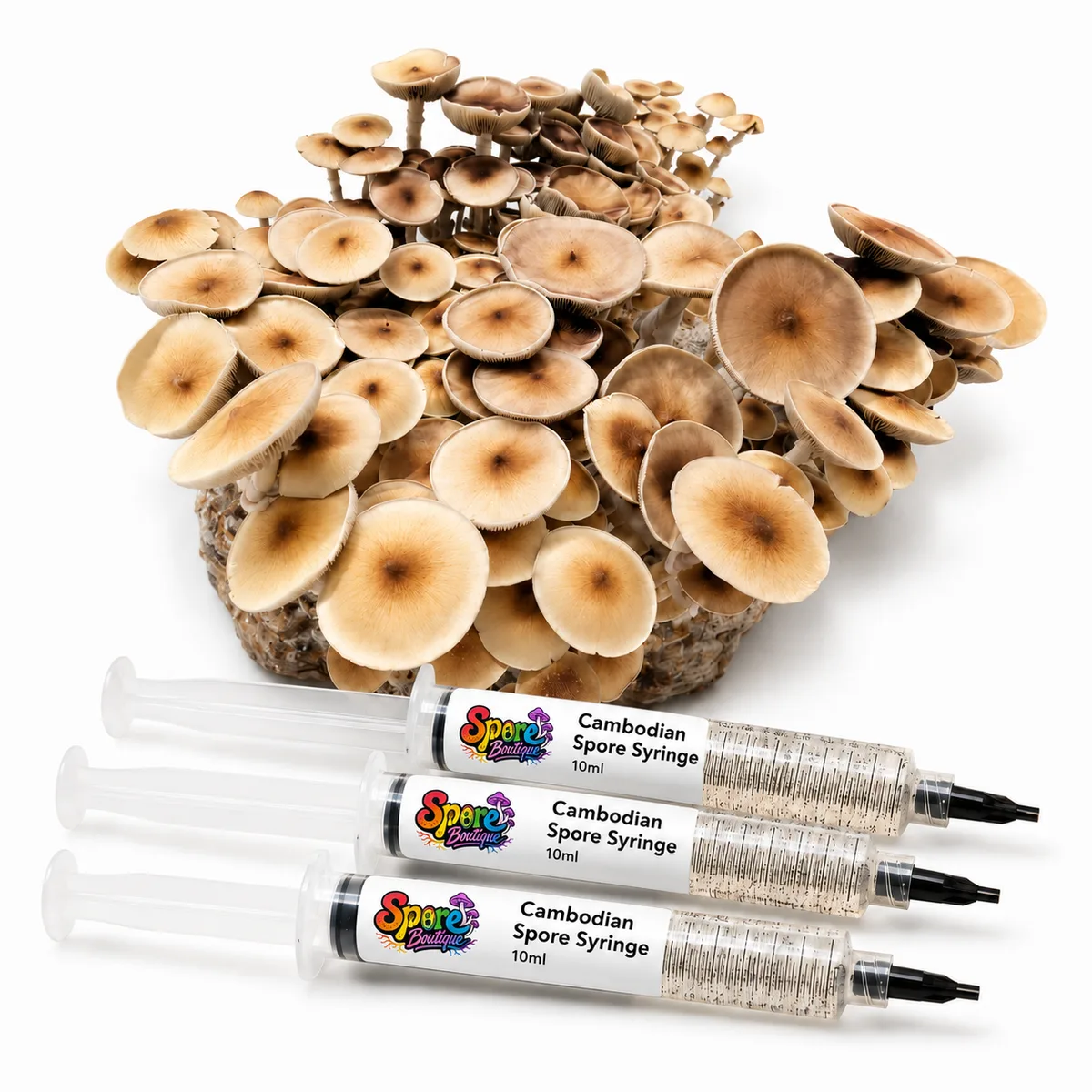 Cambodian Spore Syringe Sb 1