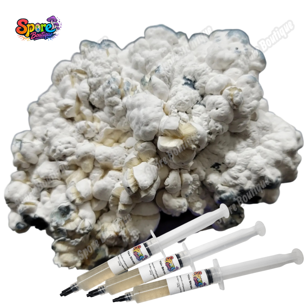 Enigma isolated spore syringe with mushroom spores for microscopy and collector reference