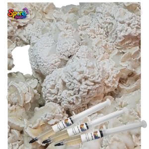 Enigma Isolated Spore Syringe SB 2-2 Enigma isolated spore syringe with mushroom spores for microscopy and collector