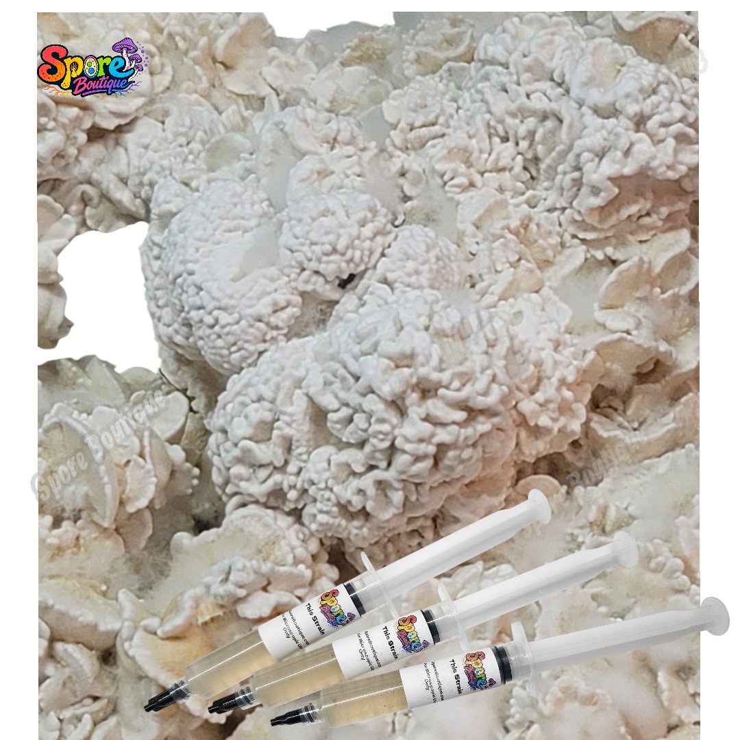 Enigma isolated spore syringe with mushroom spores for microscopy and collector