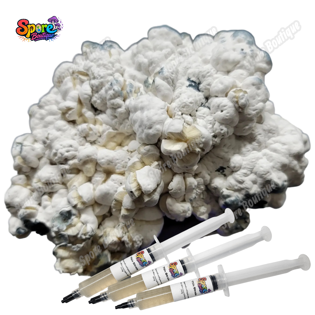 Enigma isolated spore syringe with mushroom spores for microscopy and collector reference