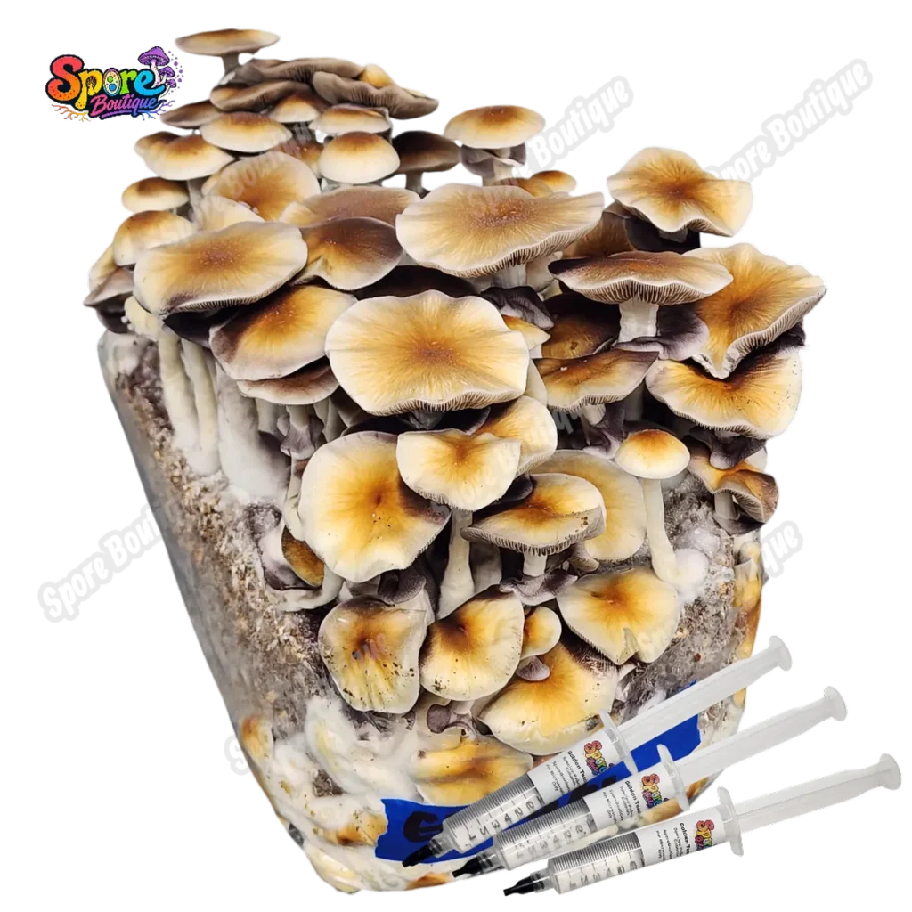 Golden Teacher Spore Syringe Sb 1