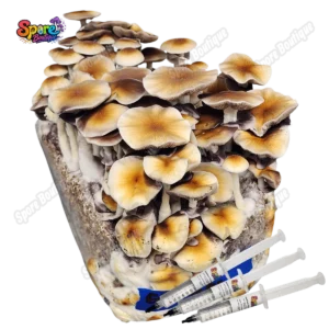 Golden Teacher Spore Syringe Sb 1