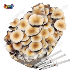 Golden Teacher Spore Syringe Sb 2