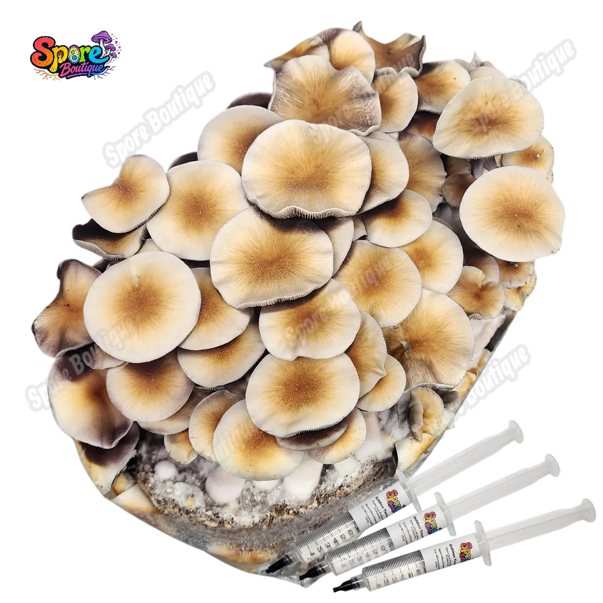 Golden Teacher Spore Syringe - Image 2