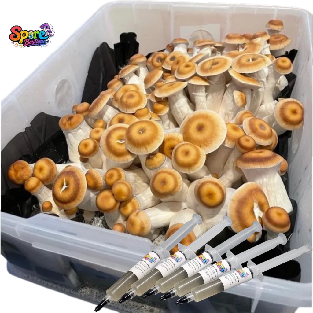 Hillbilly Pumpkin Isolated Spore Syringe