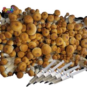 Hillbilly Pumpkin Isolated Spore Syringe Sb 2-2 Hillbilly Pumpkin Isolated Spore Syringe