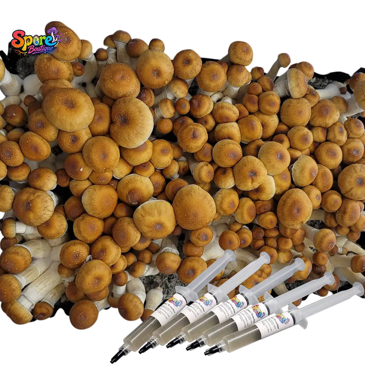 Hillbilly Pumpkin Isolated Spore Syringe