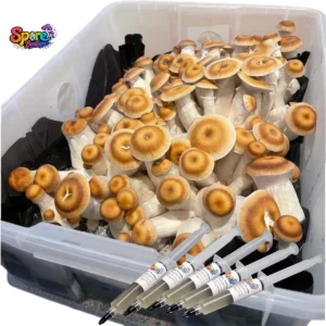 Hillbilly Pumpkin Isolated Spore Syringe