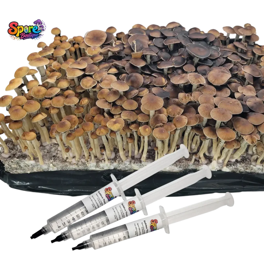 Shop Mazatapec spore syringe from Spore Boutique. A classic legacy mushroom spore variety prepared for microscopy, taxonomy, and collector reference work.