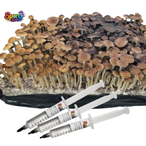 Shop Mazatapec spore syringe from Spore Boutique. A classic legacy mushroom spore variety prepared for microscopy, taxonomy, and collector reference work.