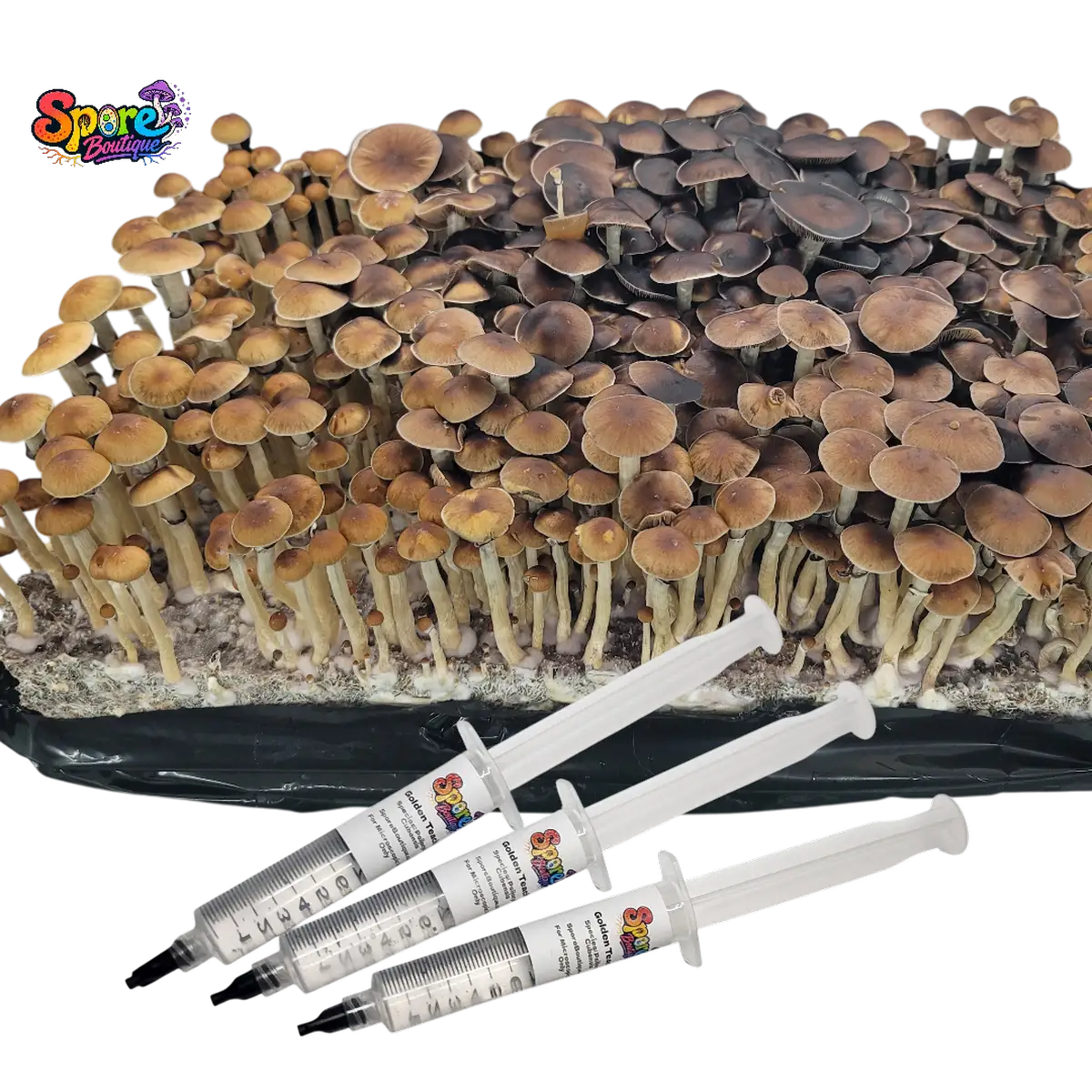 Shop Mazatapec spore syringe from Spore Boutique. A classic legacy mushroom spore variety prepared for microscopy, taxonomy, and collector reference work.