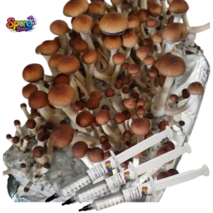 Mazatapec Spore Syringe Sb 2 Shop Mazatapec spore syringe from Spore Boutique. A classic legacy mushroom spore variety prepared for microscopy.