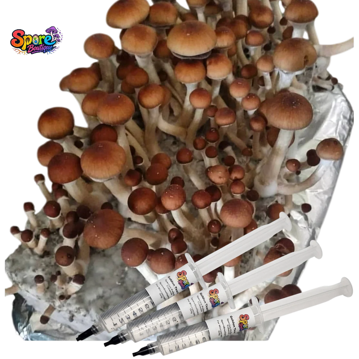 Shop Mazatapec spore syringe from Spore Boutique. A classic legacy mushroom spore variety prepared for microscopy.