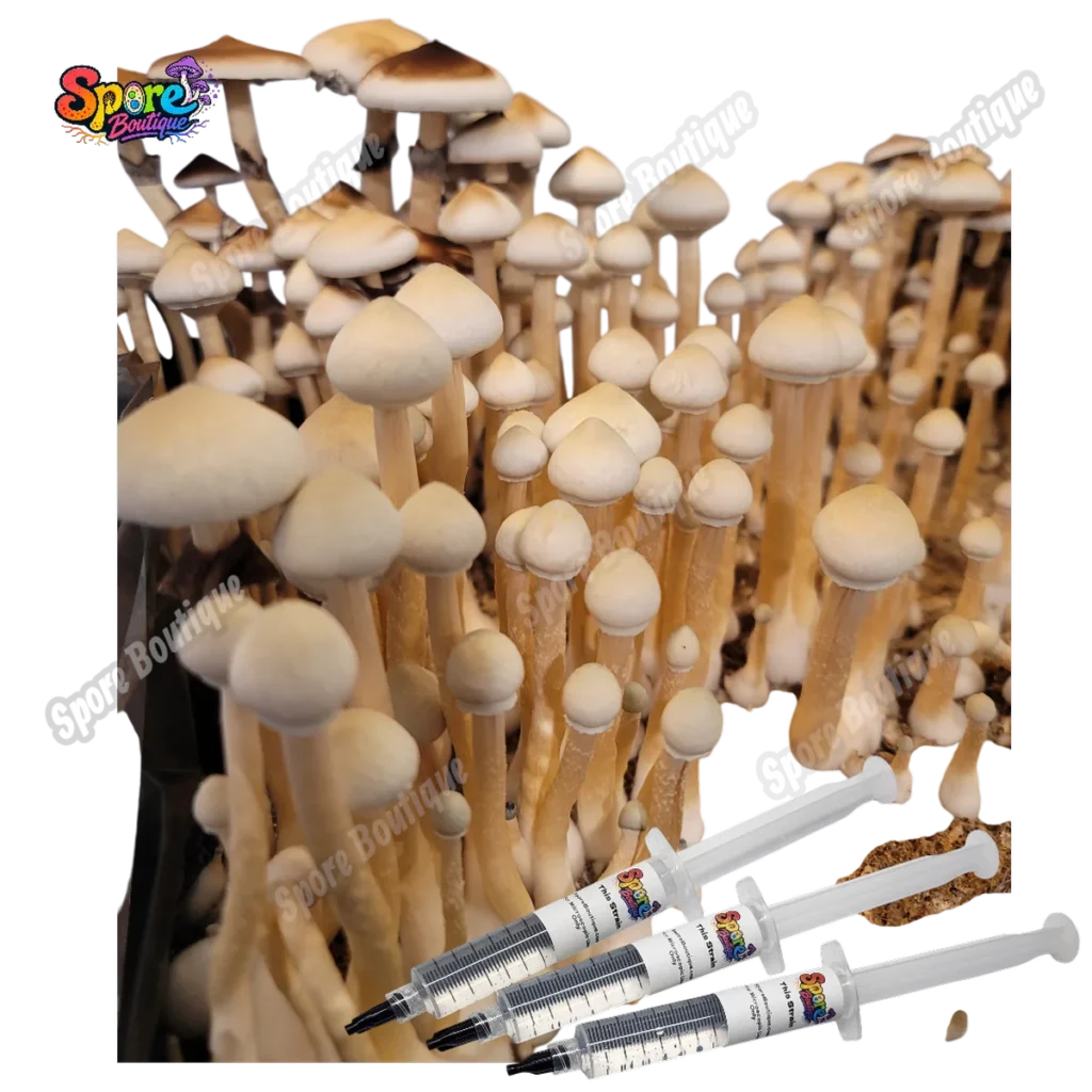 Rusty White spore syringe with pale classic mushroom spores for microscopy and collector reference
