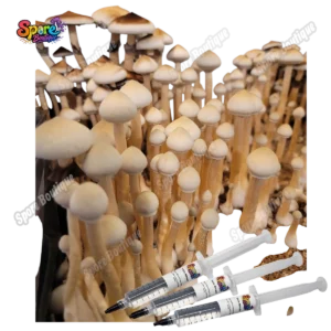 Rusty White spore syringe with pale classic mushroom spores for microscopy and collector reference