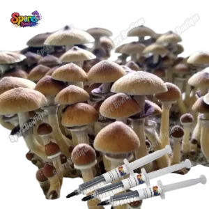 Stargazer Spore Syringe Sb 1