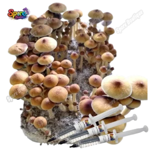 Stargazer spore syringe with classic mushroom spores for microscopy and collector reference
