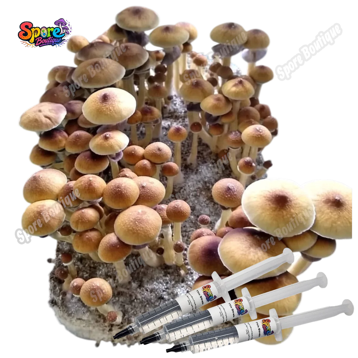 Stargazer spore syringe with classic mushroom spores for microscopy and collector reference